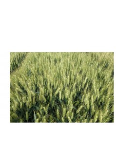 Modélisation de tallage chez une culture de blé dur (Triticum durum L.) - Couverture Ebook auto édité