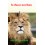 la chasse aux lions - Couverture Ebook auto édité