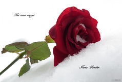Les roses rouges - Couverture Ebook auto édité